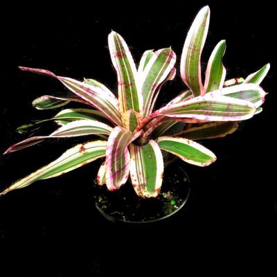 Neoregelia 'San Juan' | Bromeliad Paradise