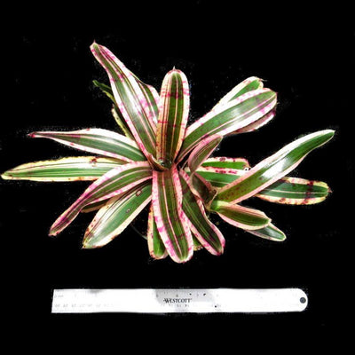 Neoregelia 'San Juan' | Bromeliad Paradise