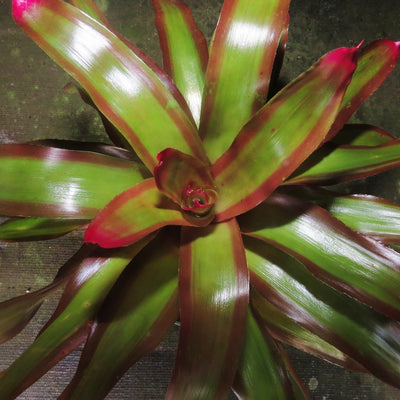 Neoregelia 'Shelldance'