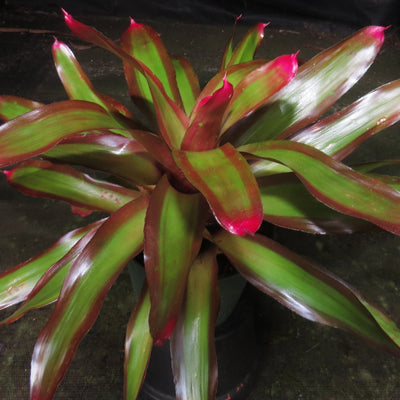 Neoregelia 'Shelldance'