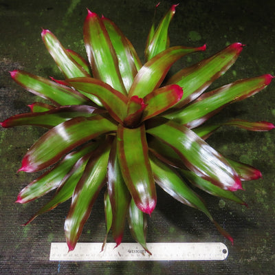 Neoregelia 'Shelldance'