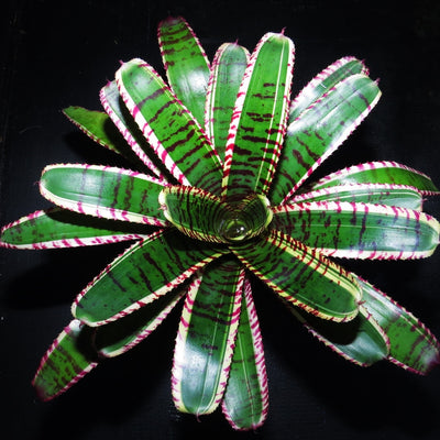 Neoregelia 'Star Wars'