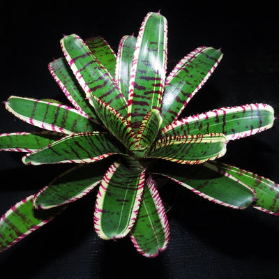 Neoregelia 'Star Wars'