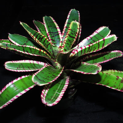 Neoregelia 'Star Wars'