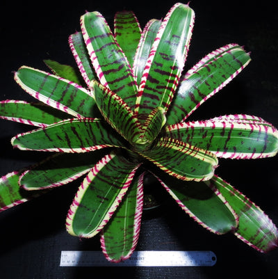 Neoregelia 'Star Wars'