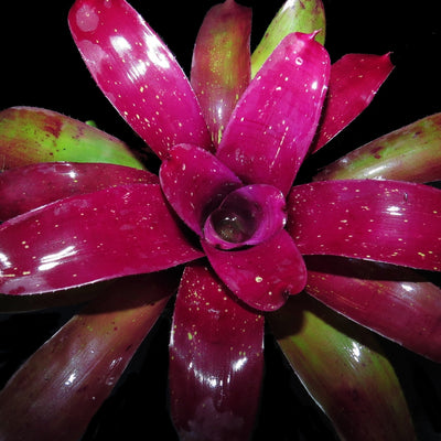 Neoregelia 'Stormy Desert'