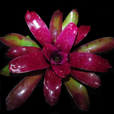 Neoregelia 'Stormy Desert'