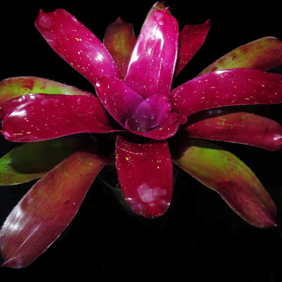 Neoregelia 'Stormy Desert'