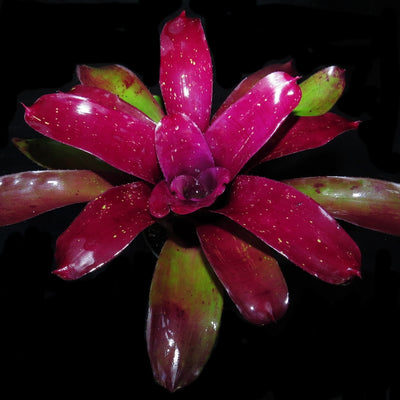 Neoregelia 'Stormy Desert'