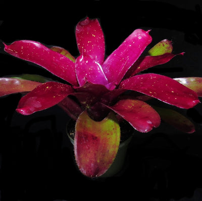 Neoregelia 'Stormy Desert'