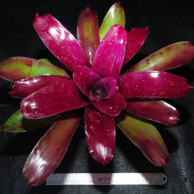 Neoregelia 'Stormy Desert'