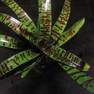 Neoregelia 'Tarantula'