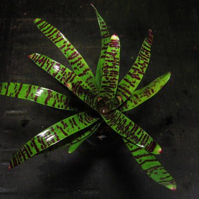 Neoregelia 'Tarantula'
