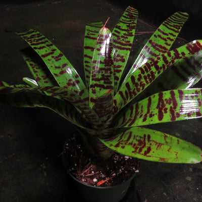 Neoregelia 'Tarantula'