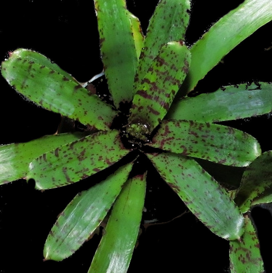 Neoregelia 'Tidbit'