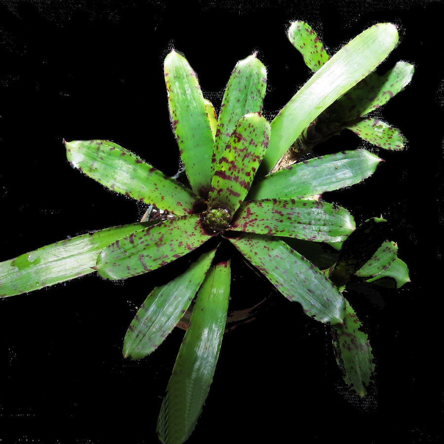 Neoregelia 'Tidbit'