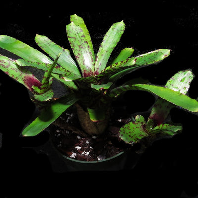 Neoregelia 'Tidbit'