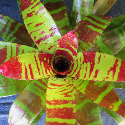 Neoregelia 'Touche'
