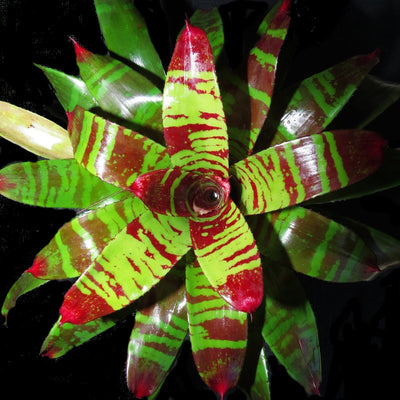 Neoregelia 'Touche'