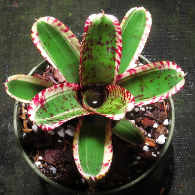 Neoregelia 'Toy Tiger'