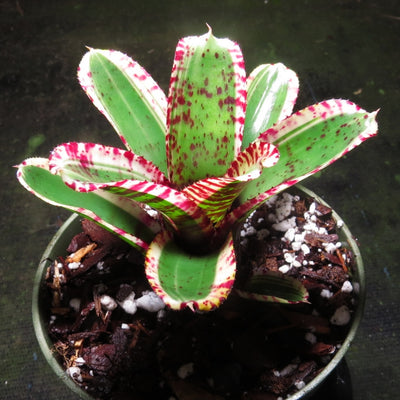 Neoregelia 'Toy Tiger'