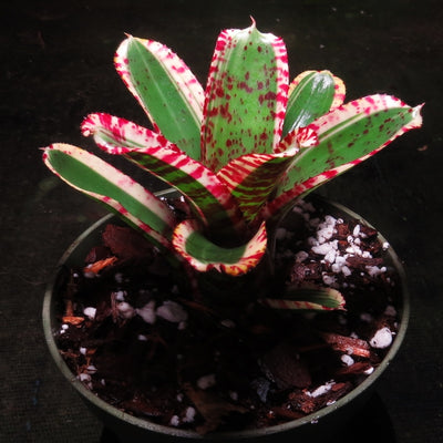 Neoregelia 'Toy Tiger'