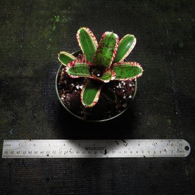 Neoregelia 'Toy Tiger'