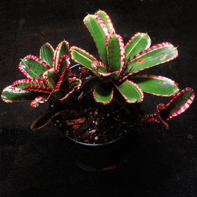 Neoregelia 'Toy Tiger'