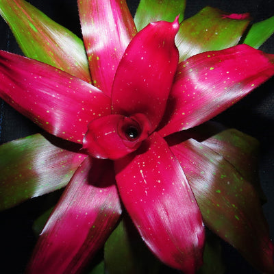 Neoregelia 'Treasure Royale'