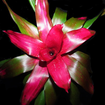Neoregelia 'Treasure Royale'