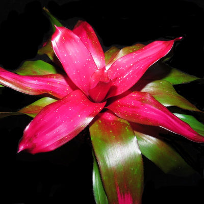 Neoregelia 'Treasure Royale'