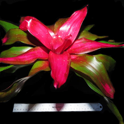 Neoregelia 'Treasure Royale'