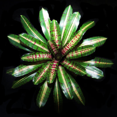 Neoregelia 'Unraveled'