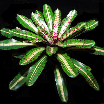 Neoregelia 'Unraveled'
