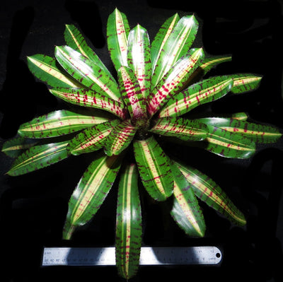 Neoregelia 'Unraveled'