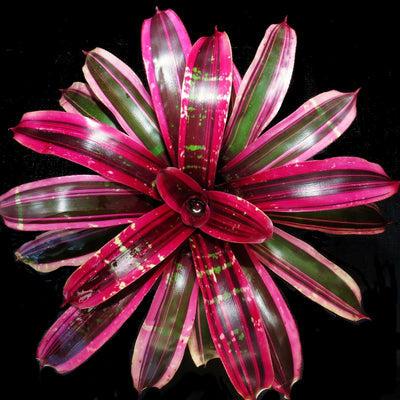 Neoregelia 'Vibrato'
