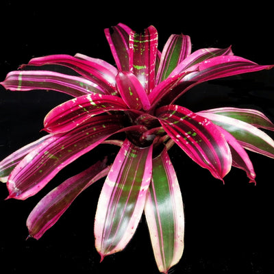 Neoregelia 'Vibrato'