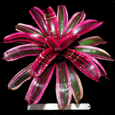 Neoregelia 'Vibrato'