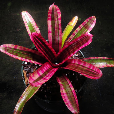 Neoregelia 'White Hot Embers'