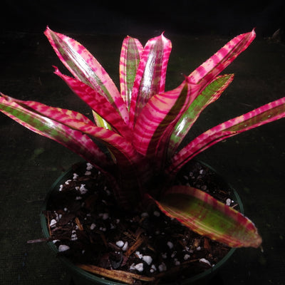 Neoregelia 'White Hot Embers'