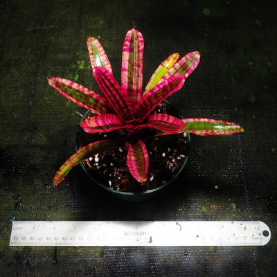 Neoregelia 'White Hot Embers'
