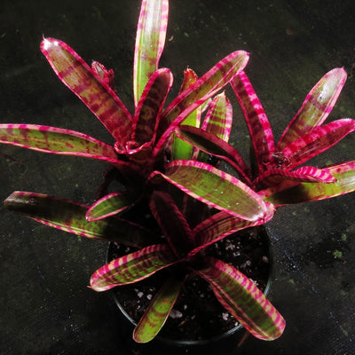 Neoregelia 'White Hot Embers'