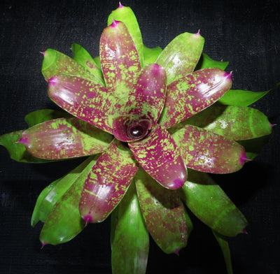 Neoregelia 'Wisteria'