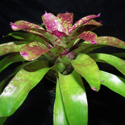 Neoregelia 'Wisteria'