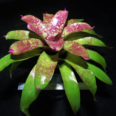 Neoregelia 'Wisteria'