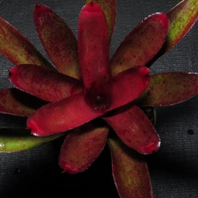 Neoregelia cyanea x 'Darkest Hour' | Bromeliad Paradise