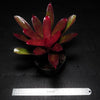 Neoregelia cyanea x 'Darkest Hour' | Bromeliad Paradise