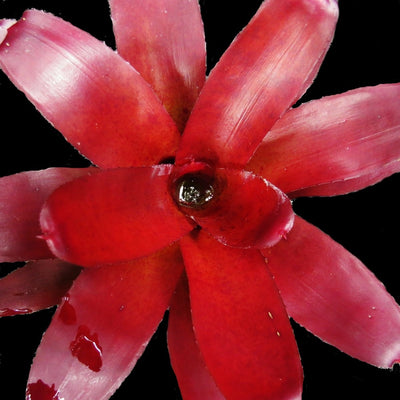 Neoregelia fluminensis cv 'Brazil'