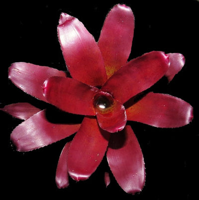 Neoregelia fluminensis cv 'Brazil'