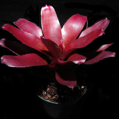 Neoregelia fluminensis cv 'Brazil'
